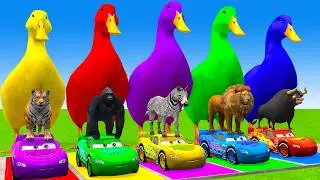 5 Giant Duck Cartoon,Cow,Elephant,Tiger,Lion,Gorilla, Paint Wild Animals Crossing Fountain Animation