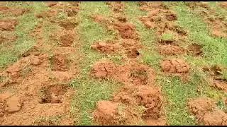 Another field preparation for lemon grass farming in Jharkhand #lemongrass #farming #latest