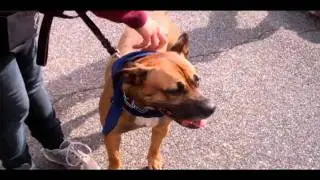 MTR Rock n Ruff 100411 Lucy