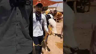KPK block vibes! so beautiful cow #ma #cow #mandicraze #lifegoals #bull #mandivlog #malirmandi2024