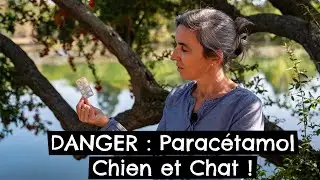 DANGER : Paracétamol Chien et Chat ! 🐶 🐱