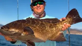 Pesca de cabrilla en los barriles!!#bigfish #fishing #fish