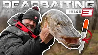 KÖDERFISCH-ANGELN mit Jörg Rubbers #3 | Erfolgreich mit der Pose in Polder und Kanal! So klappt es!