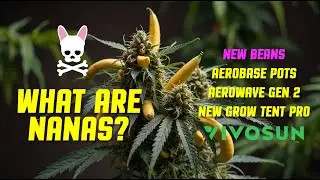 WHAT are NANAS? New Beans, New Tent, AeroBase Pots, AeroWave Gen 2 - Vivosun