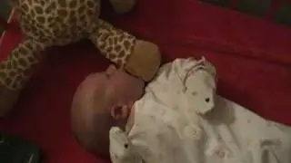 GiraffeEating.MP4