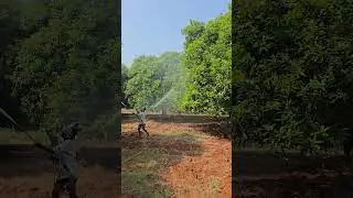 Mango 🥭 Farm  - 1st Spray Of The 2025 Mango Season | #farming #mango #food