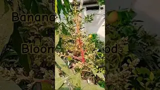 #banana mango 🥭🥭#blooming  time#mango#fruitplants #youtubeshorts #viralvideo #viralshorts#reels