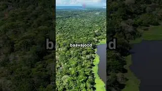 Why There Is No Bridge Over the Amazon River #amazonriver #amazonjungle #forest