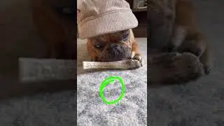 Tap to circle #Funny#Mischief #Cute #Dog #Trending #Viral #TikTok #Shorts#Shortfeed #FeedFunny#puppy