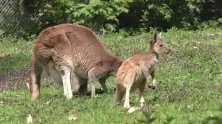 Western Grey Kangaroos, Paignton Zoo (6th May 2016)