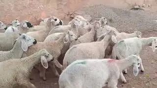 سلام لخوت كينة 23خروف صردي للبيع لتواصل 0602839915