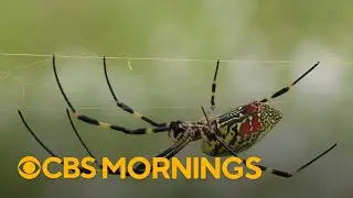 Venomous flying spiders to spread along East Coast, scientists say