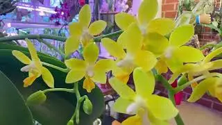 New Year New Blooms | January 2026