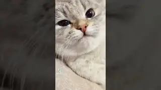 удивительная кошка/самая красивая и милая кошечка/мяуканье кошки
