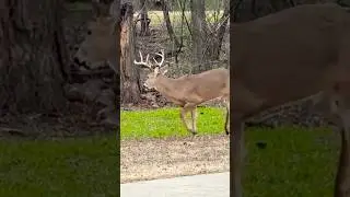 Whitetail Bucks Say It&rsquo;s Go Time! #nature #wildlife #bucks