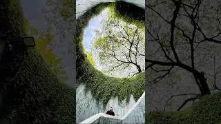 Fort Canning Tree Tunnel Singapore        #fortcanningpark #sg #singapore