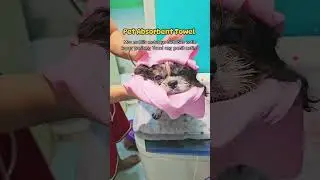 pet absorbent towel #shorts #petabsorbenttowel #pettowel #towelfordogs