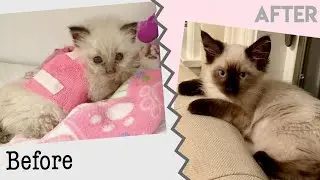 Rescue Animal Success Stories! | Amazing Dog and Cat Transformation