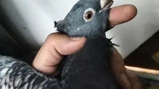 Sentinel Pigeon Loft . Extra Ordinary | Beautiful Fancy Pigeon at Kabootar Wala