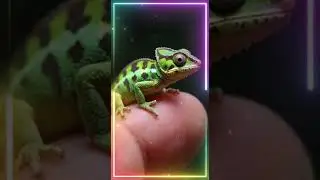 Tiny Animals on Finger #cats 😍😘🥰