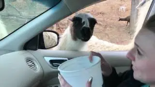 Spitting Llamas