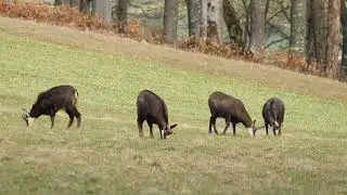 Serow on the Move: Grazing, Sprinting & Pure Joy in the Wild!