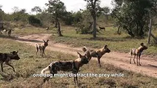 Wild Dog Hunt