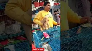 Gallife Street Pet Market | Dog Market kolkata | Persian cat market in Kolkata