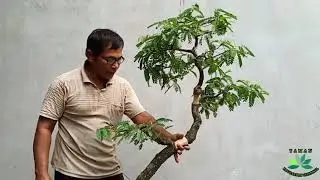 MEMENDEKKAN bonsaiASAM JAWA dengan teknik dicangkok (Tamarindus Indica)