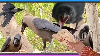 Crow Call For Food | Crow Sound For Food | Crow Call  | Crow Sound |