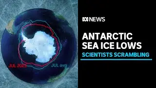 Antarctic sea ice levels dive in 'five-sigma event', experts flag worsening consequences | ABC News