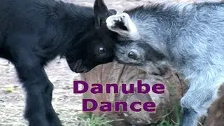 Danube Dance - Giggle with the Goats