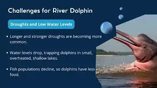 Rescue Amazon River Dolphins