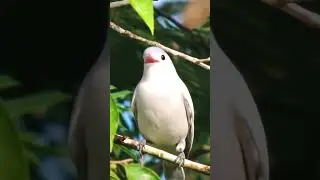 Snowy Cotinga (Carpodectes nitidus) 4K | Rare Canopy Bird Sounds from Costa Rica
