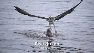 Fiskgjusen   1080p