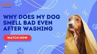 Reasons Why Dogs Stink Even After A Bath