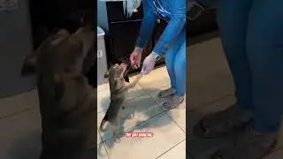 The bat fights to dance with its mom #music #song #party #dog #chihuahuapuppy #chihuahua