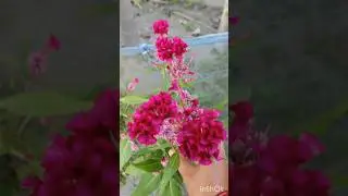 Cockscomb flower | flowering plants | terrace gardening | houseplants | creative gardening