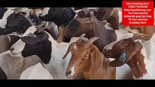 Required land or space for goat farming by hamiisi semanda +256773343283