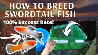 Swordtail Fish Breeding Guide: Achieve 100% Success!