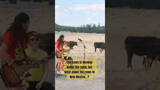 &ldquo;Desert&rdquo; - CowChella🐮Live in New Mexico #cowvideos #cowslovemusic #cow #newmexico #pietown #guitar