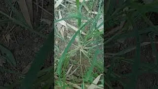 MANFAAT RUMPUT BELULANG BALUNGAN #bungaliar