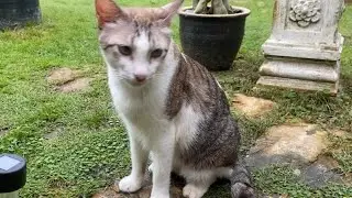 Nature & The Adorable Charm Of Cats effortlessly Bring You Smiles, Relaxation & Pure Joy🥰Calm Music🎶