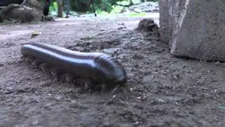Millipede walking nonchalantly