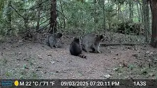 20250905 Squirrels Birds Chipmunk Mouse Rabbit Raccoons Sandhill Calls Possum
