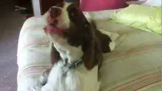 Barking Springer
