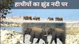 Dhikala Jeisa Lag rha h aaj Kosi River Me हाथी का झुंड