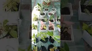 Assorted plants for sale #1