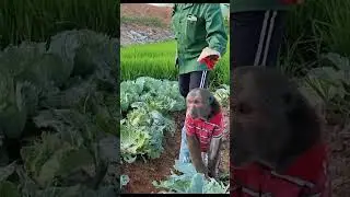 smart monkey gardening with grandma #short #shortfamilyabu #monkey