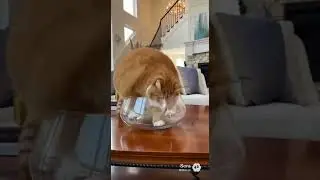 Котики - это жидкость 😸😸😸